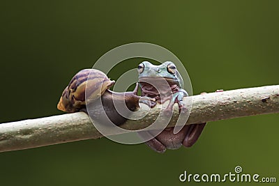 animals, frog, amphibians, animal, animales, animalwildlife, crocodile, dumpy, dumpyfrog, face, frog, green, macro, mammals, butte Stock Photo