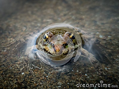 Close-up of a frog in the water Stock Photo