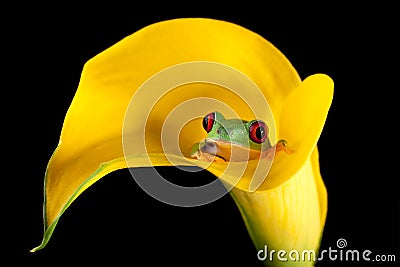 Frog in arum lily Stock Photo