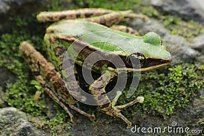 Frog bangkong under green toad in the tropical forests of Indonesia Stock Photo