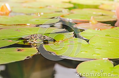 Frog. Beautiful nature. Frog sitting on the lily leaf in pond Stock Photo