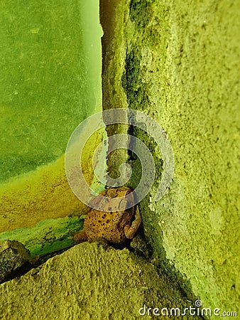 This frog camouflages by sticking to the wall ,,even though he& x27;s in the room Stock Photo