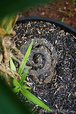 A frog is camouflaging next to a plant Stock Photo