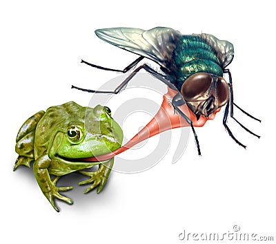 Frog Catching Bug Stock Photo