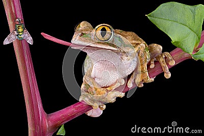 Frog catching fly with tongue Stock Photo