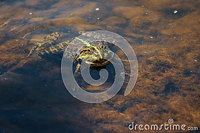 Frog in a clean pond Stock Photo
