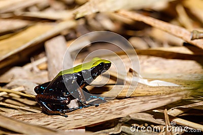 Frog Climbing Mantella, Madagascar wildlife Stock Photo