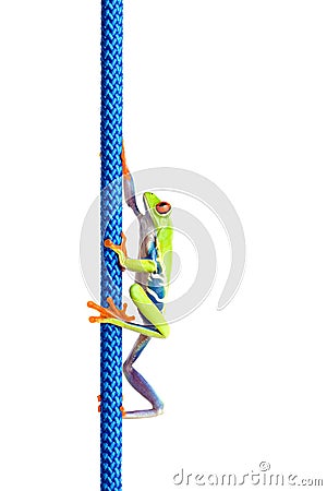 Frog climbing up rope isolated Stock Photo