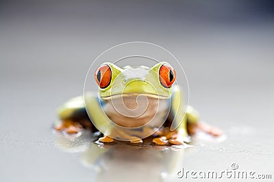 Frog closeup Stock Photo