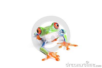 Frog closeup isolated on white Stock Photo