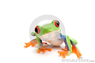 Frog closeup on white Stock Photo