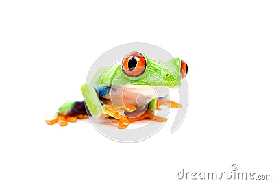 Frog closeup on white Stock Photo