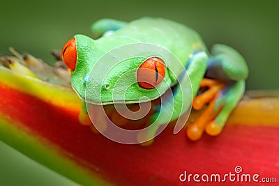 Frog from Costa Rica. Beautiful frog in forest, exotic animal from central America, red flower. Red-eyed Tree Frog, Agalychnis cal Stock Photo