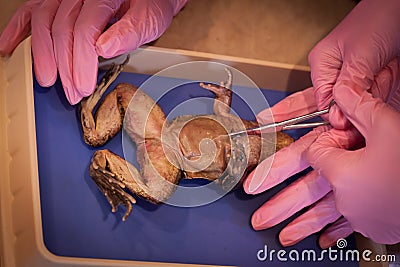 Frog dissection Stock Photo