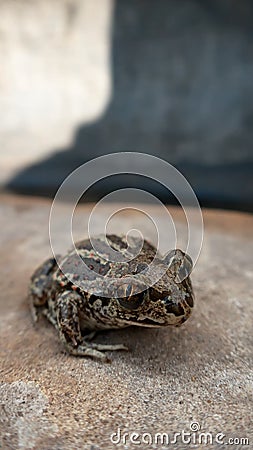 Frog Stock Photo