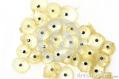 Frog eggs hatching process 1 Stock Photo