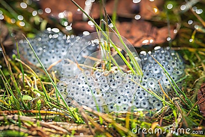Frog eggs on water surface Stock Photo