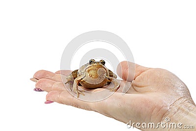 Frog on a female hand close up, spouse search concept, place for text, copy space Stock Photo
