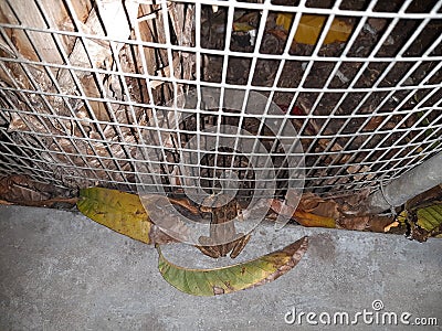 Frog fencing escape dark prisoners lead Stock Photo