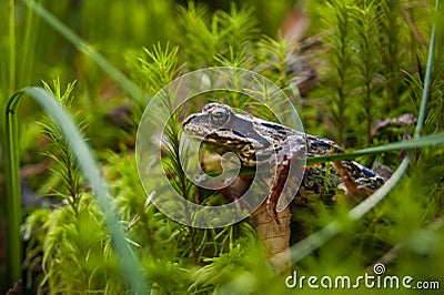 Frog in the forest. Princess Frog Stock Photo