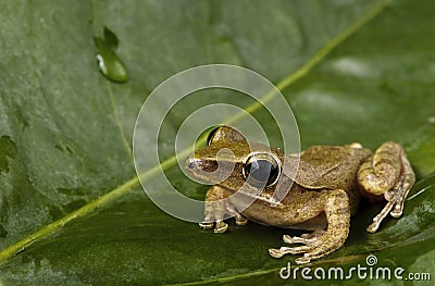 Frog on green leaf. Stock Photo