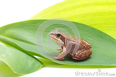 Frog on green leaf Stock Photo