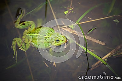 Frog, green toad in the water. Stock Photo