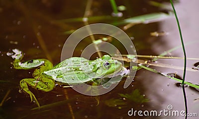 Frog, green toad in the water. Stock Photo