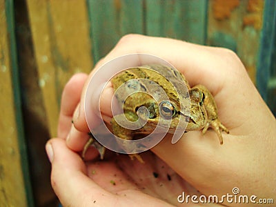 Frog in the hands. A green toad from warts. Beliefs Stock Photo