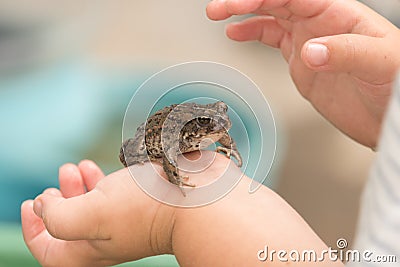 Frog or toad in the hands of a young child Stock Photo