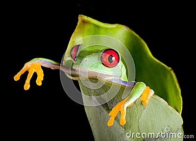 Frog hanging out Stock Photo