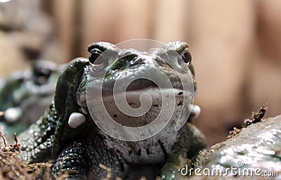 Frog with a hypnotic gaze looks at the camera Stock Photo