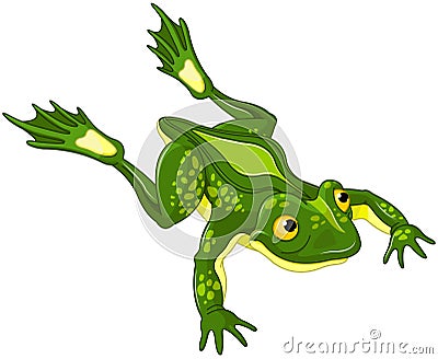 Frog Vector Illustration