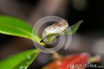 Frog on a leaf Stock Photo