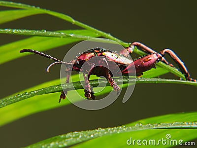 Frog Legged Beetle Stock Photo