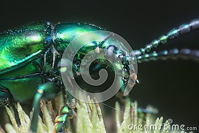 The frog-legged leaf beetle on the hyptis capitata bud. Stock Photo