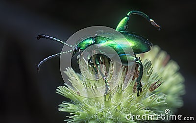 The frog-legged leaf beetle on the hyptis capitata bud. Stock Photo
