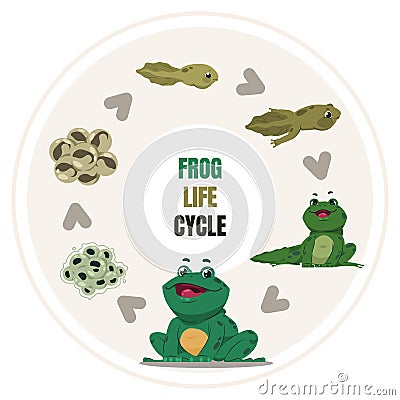Frog life cycle. Amphibian growth steps. Circular diagram of toad development, from frogspawn and tadpole to adult Vector Illustration