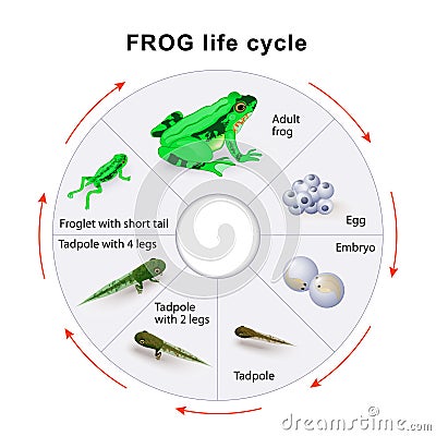 Frog life cycle. Amphibian Metamorphosis. Vector Illustration