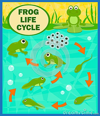 Frog Life Cycle Vector Illustration