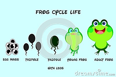 Frog life cycle,cartoon style,Animals life vector. Vector Illustration