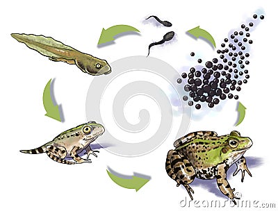 Frog life cycle Cartoon Illustration