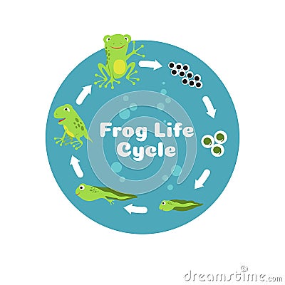 Frog life cycle. From eggs to tadpole and adult frog. Kids biology educational vector illustration Vector Illustration