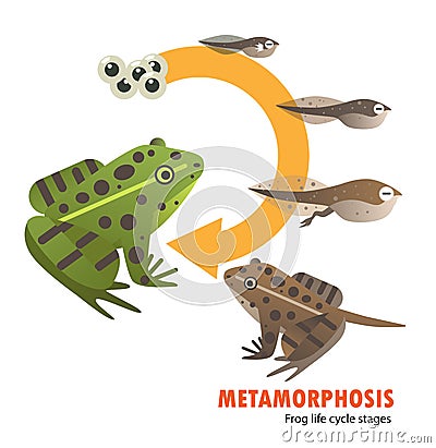 Frog life cycle metamorphosis Vector Illustration