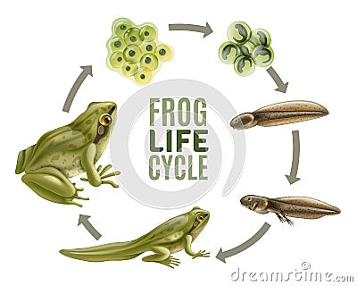 Frog Life Cycle Set Vector Illustration