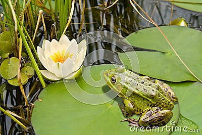 Frog and lily Stock Photo
