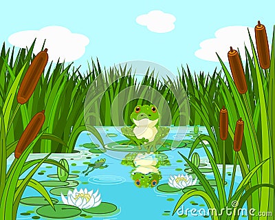 Frog on the lily Vector Illustration