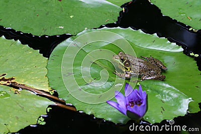 Frog on a Lily Pad Stock Photo