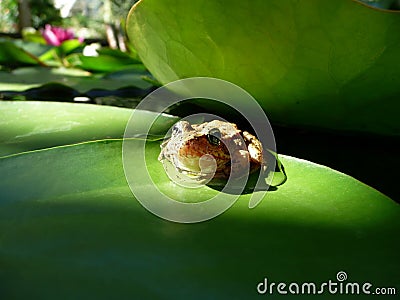 Frog on Lily Pad Stock Photo