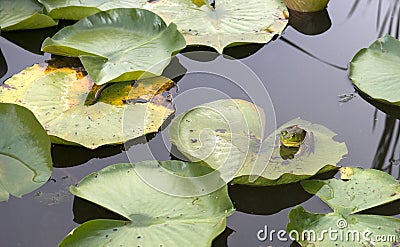 Frog on Lily Pad and Pond Water, Nature, Wildlife Stock Photo